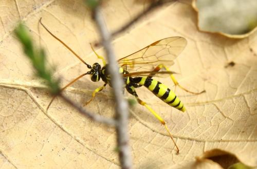 Banchus sp.